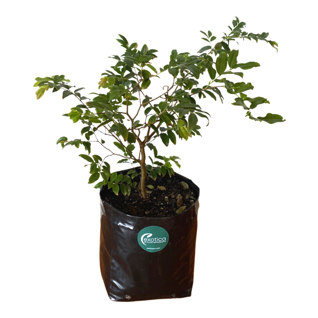 Jaboticaba Sabara Plant- Matured & Large
