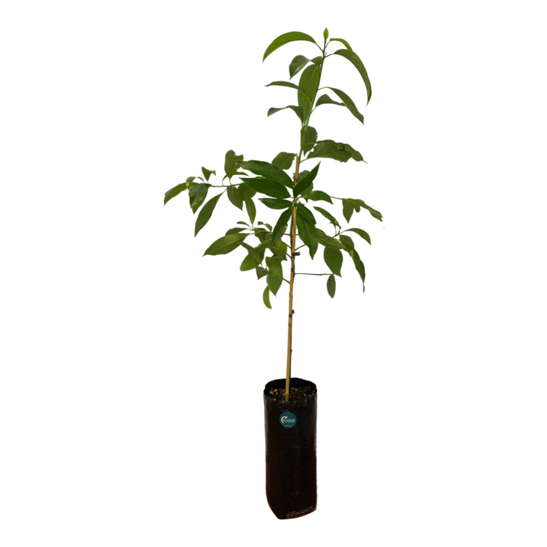 Pinkerton Avocado - Grafted