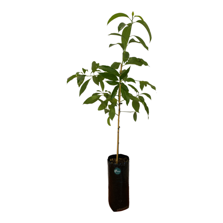 Pinkerton Avocado - Grafted