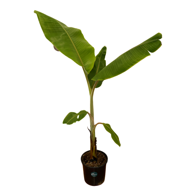 Mysore - Banana