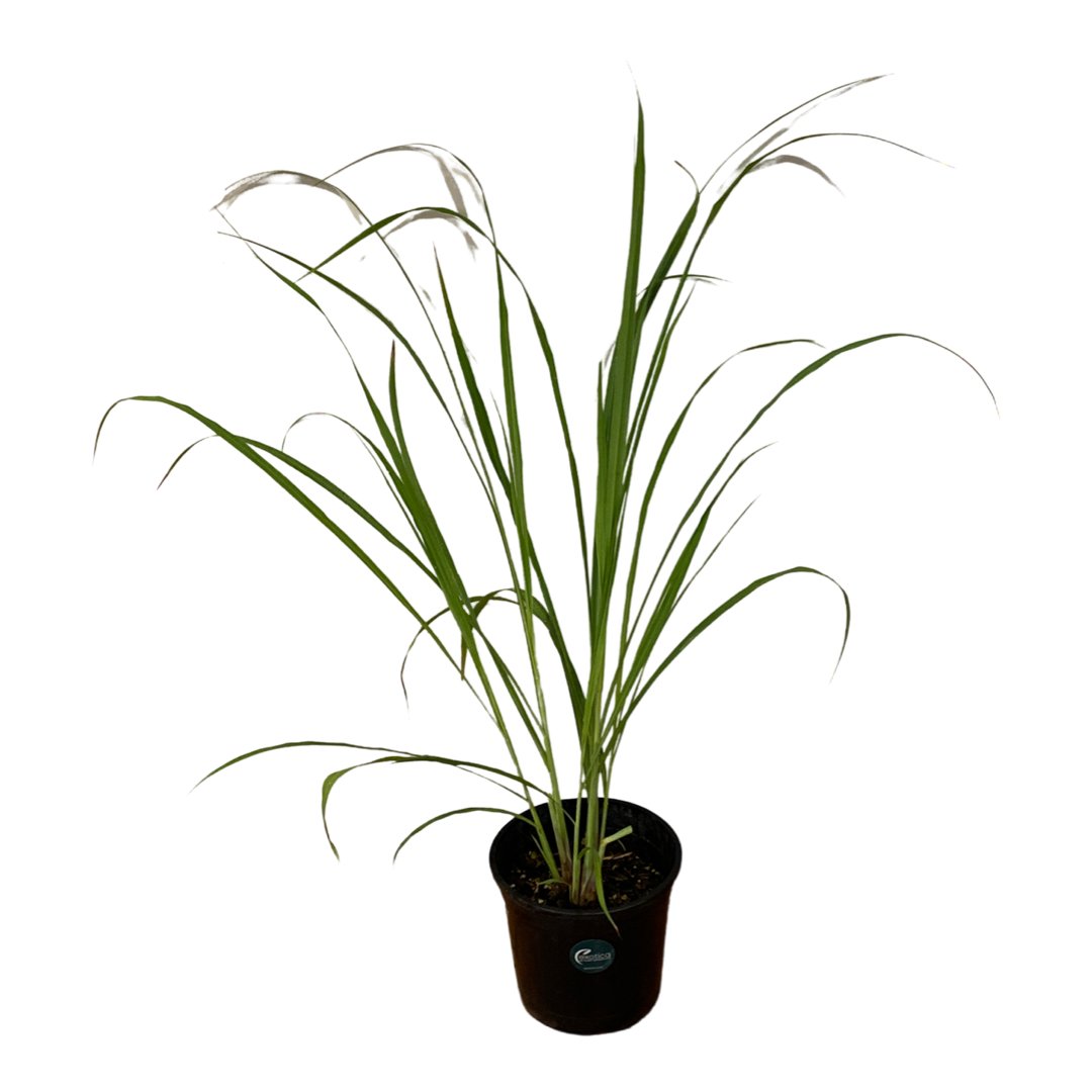 Asian Lemongrass