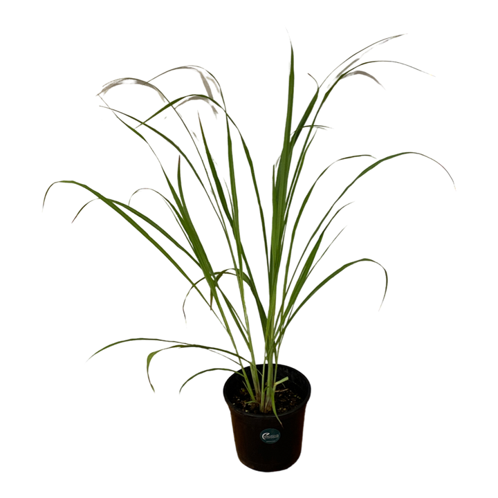 Asian Lemongrass
