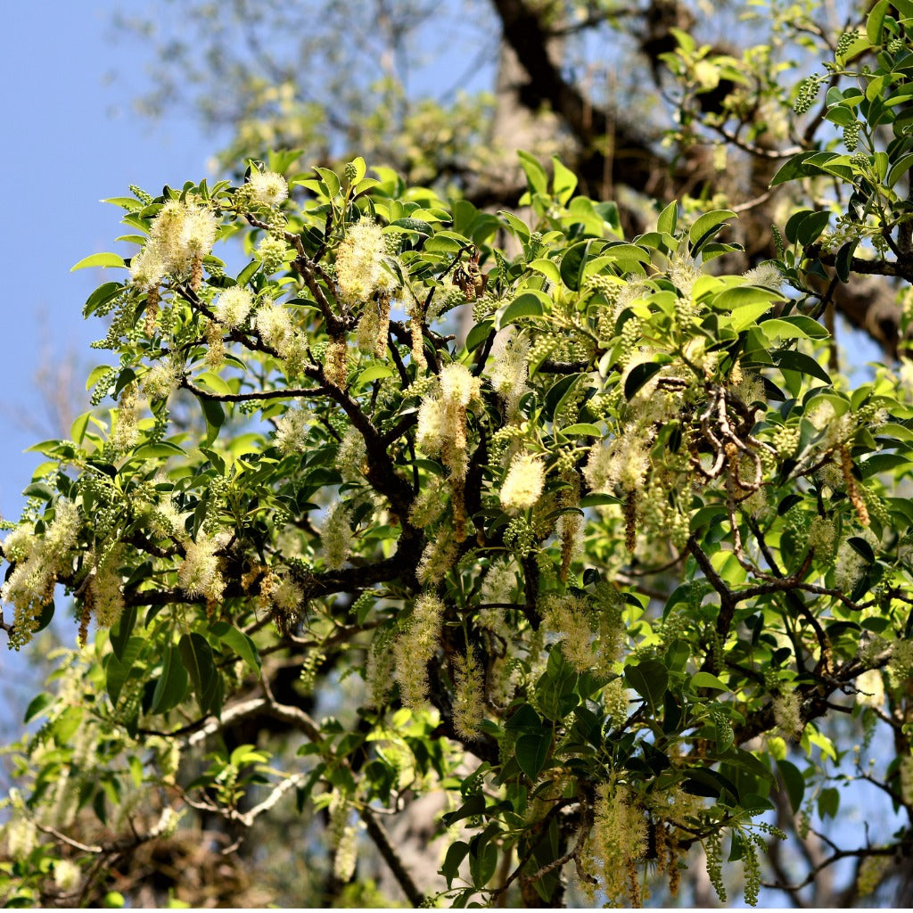 Inga Bean