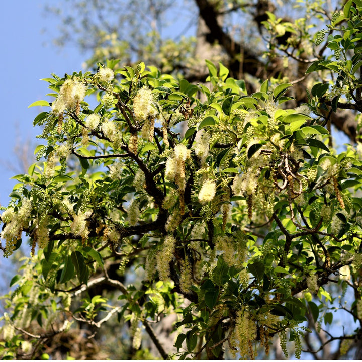 Inga Bean