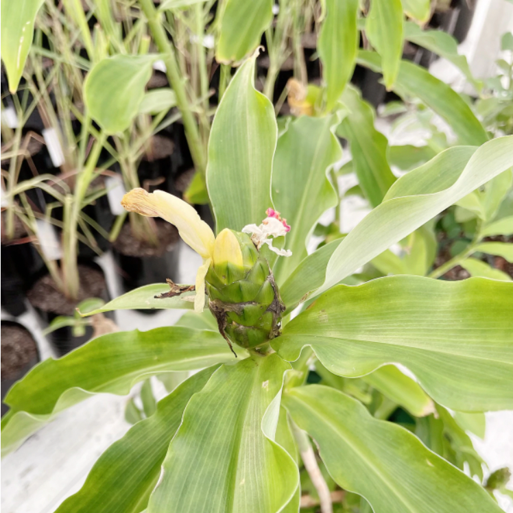 Insulin Plant - Yellow Flower aka Spiral Flag