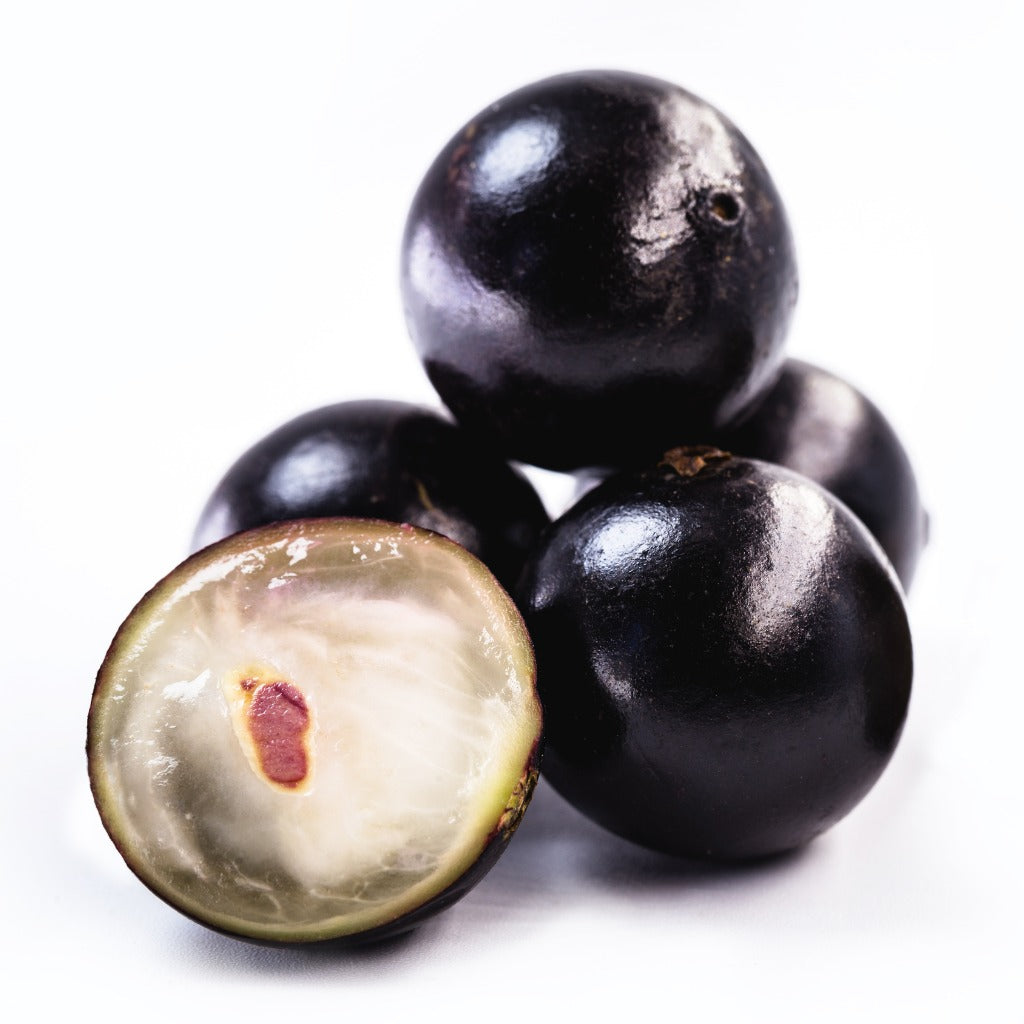 Jaboticaba Sabara Plant
