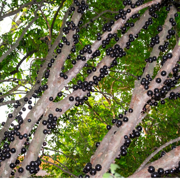 Jaboticaba Sabara