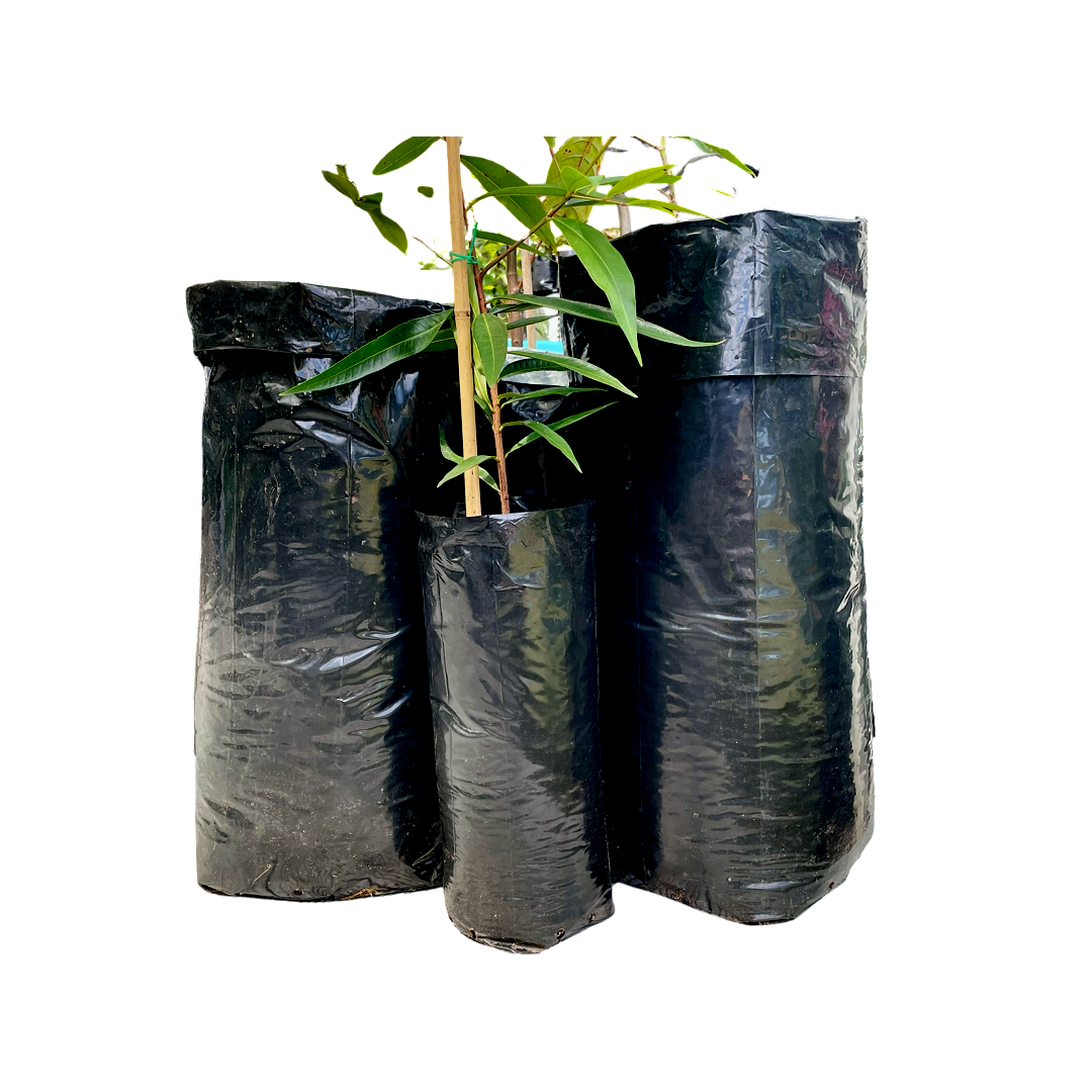 Long Tap Root Bag (Pack of 3)