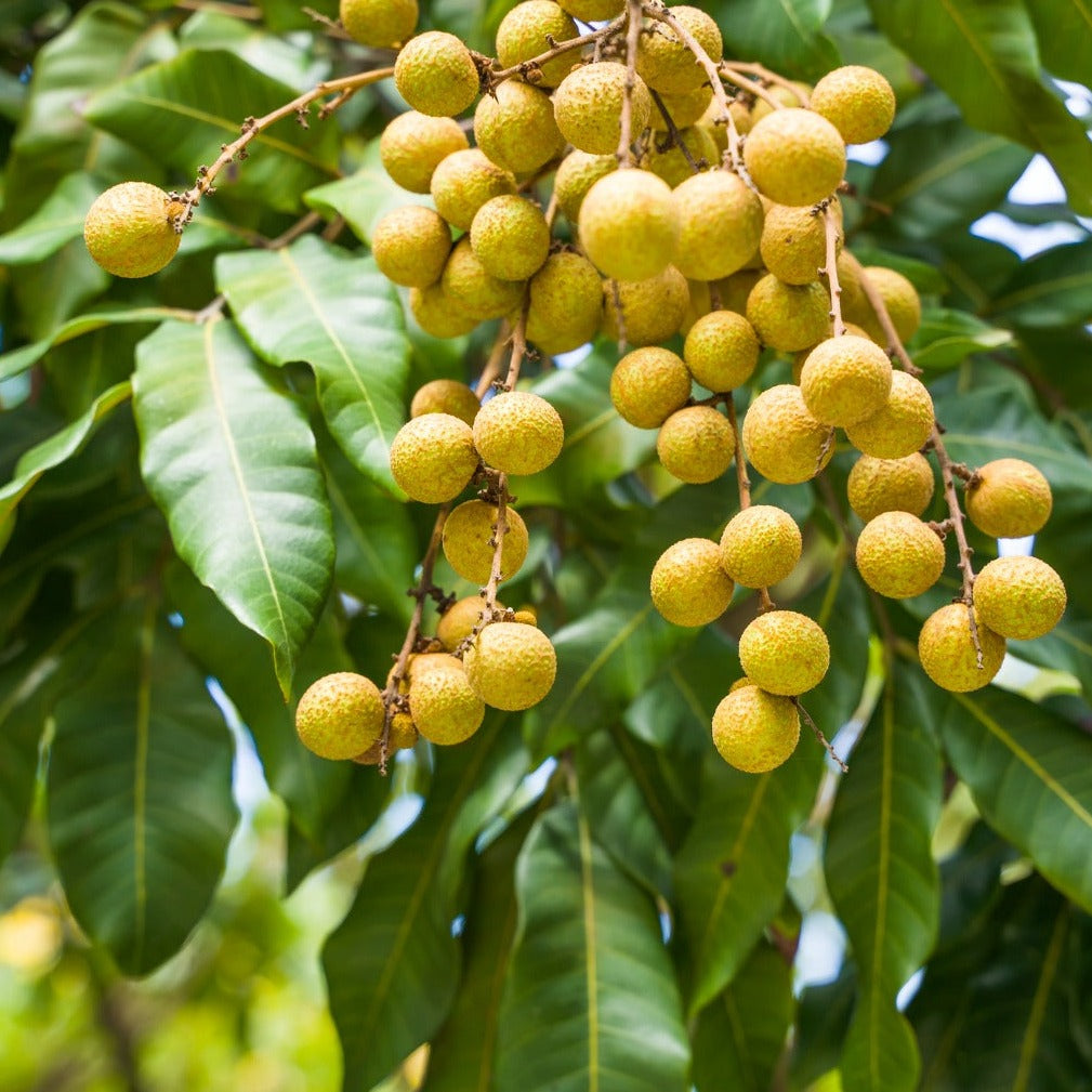 Longan Kohala