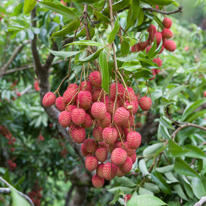 Lychee (Hill)