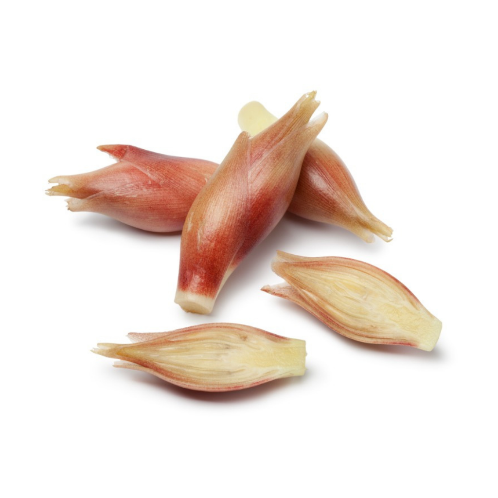 Myoga Japanese Ginger