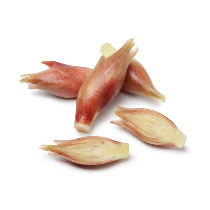 Myoga Japanese Ginger