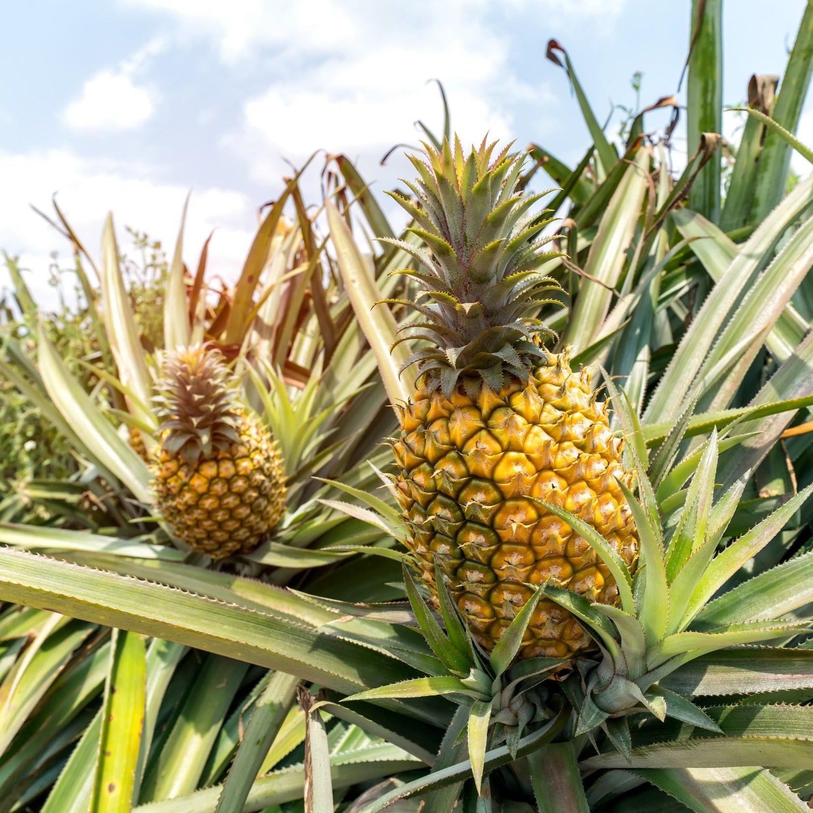 pineapple plant nz Exotica NZ Plants