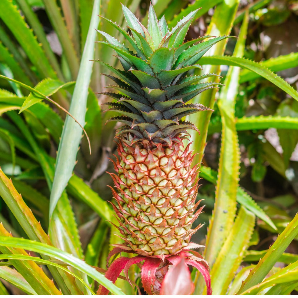 pineapple plant red Red Pineapple plants for sale New Zealand / Buy Online NZ – Exotica NZ