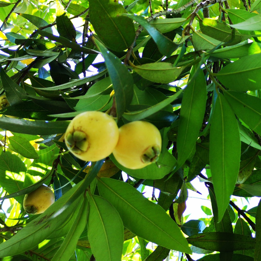 Rose Apple
