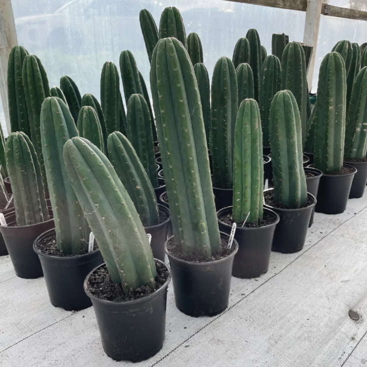 cactus peyote y san pedro Exotica NZ Plants