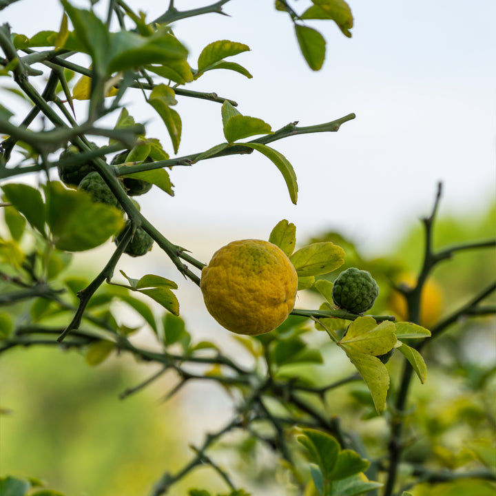 Trifoliata Citrus