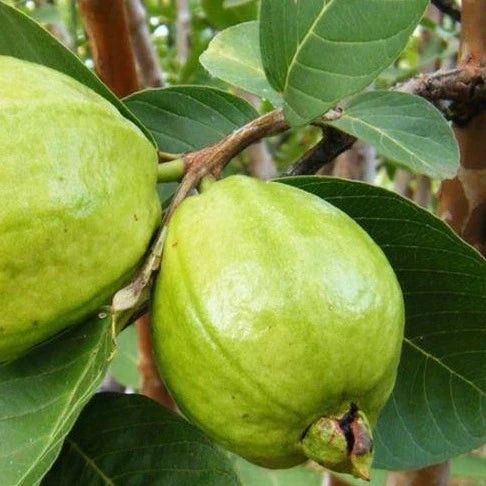 Indian White Guava / Lucknow L49