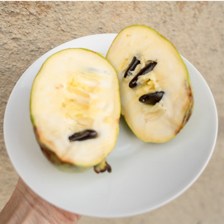 American Paw Paw - Cold Tolerant