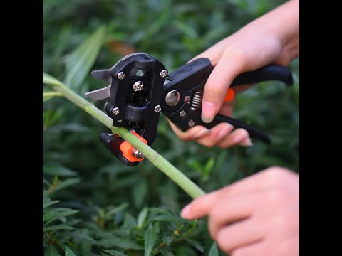 EasyGraft – Grafting and Pruning Tool