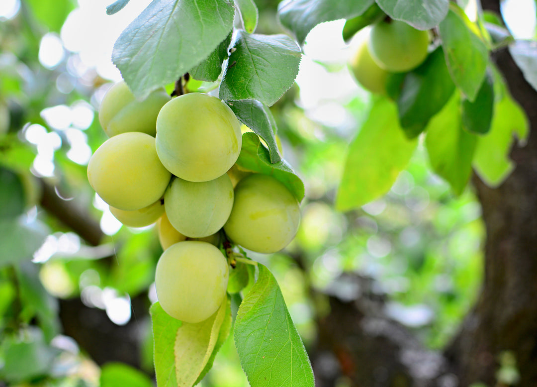 Greengage Plum - Matured and Grafted Plant