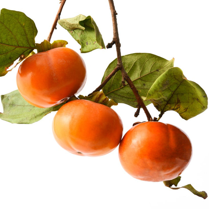 Persimmon Fuyu Grafted