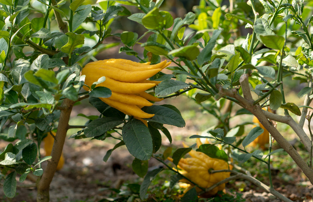 Buddha's Hand - Matured and Grafted