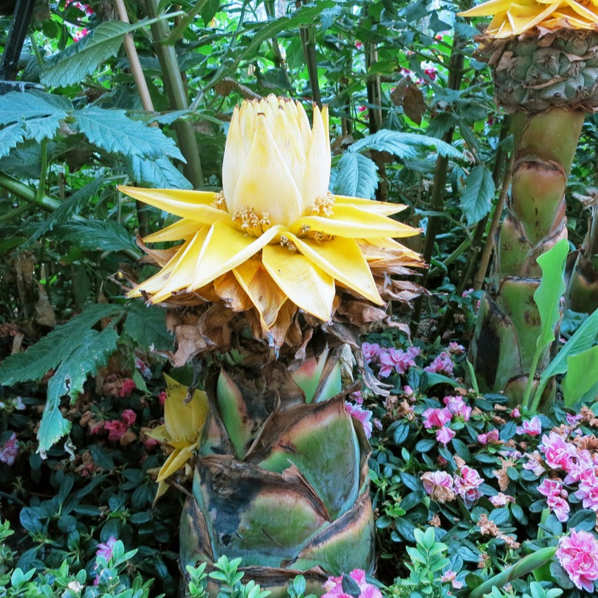Exotica NZ Plants | Golden Lotus Banana