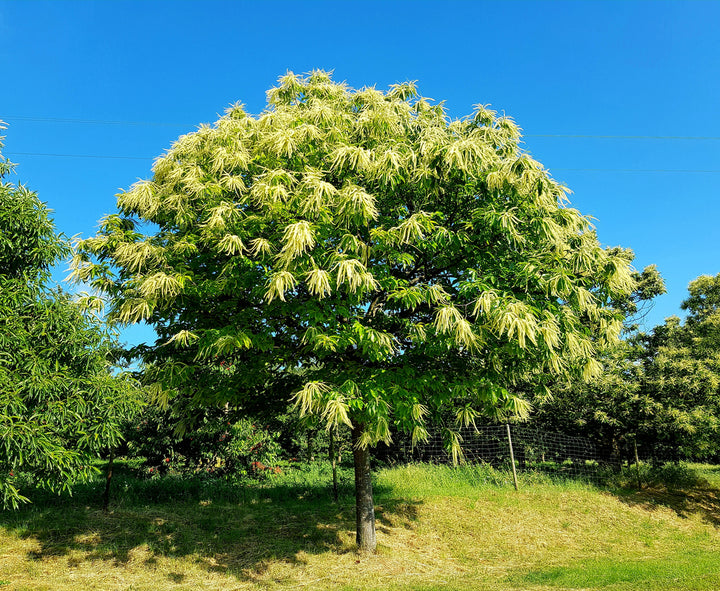 Sweet Chestnut Plant - Grafted