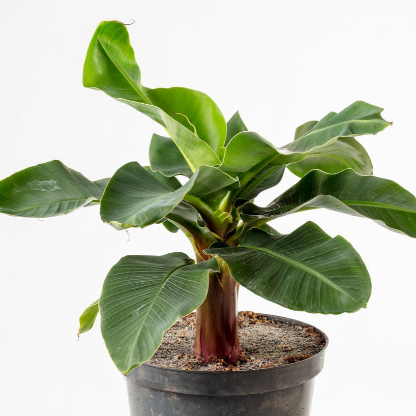 Cavendish Banana - Dwarfing Variety