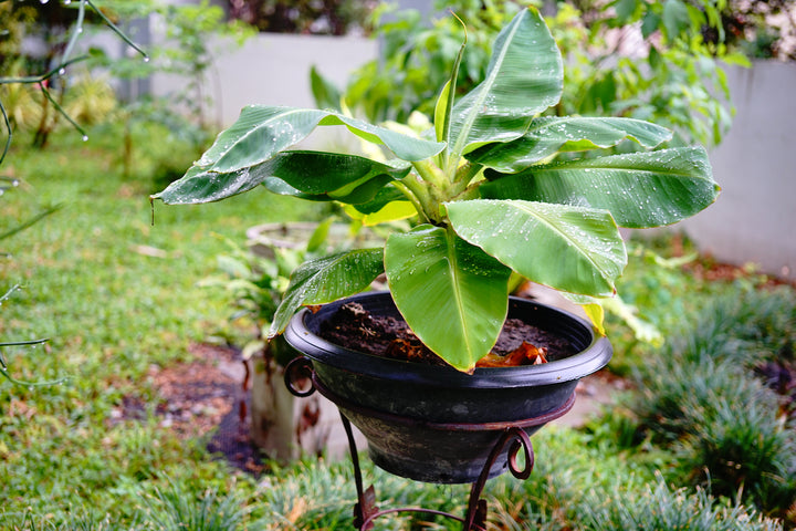 Cavendish Banana - Dwarfing Variety