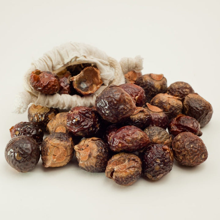Soapnut Plant
