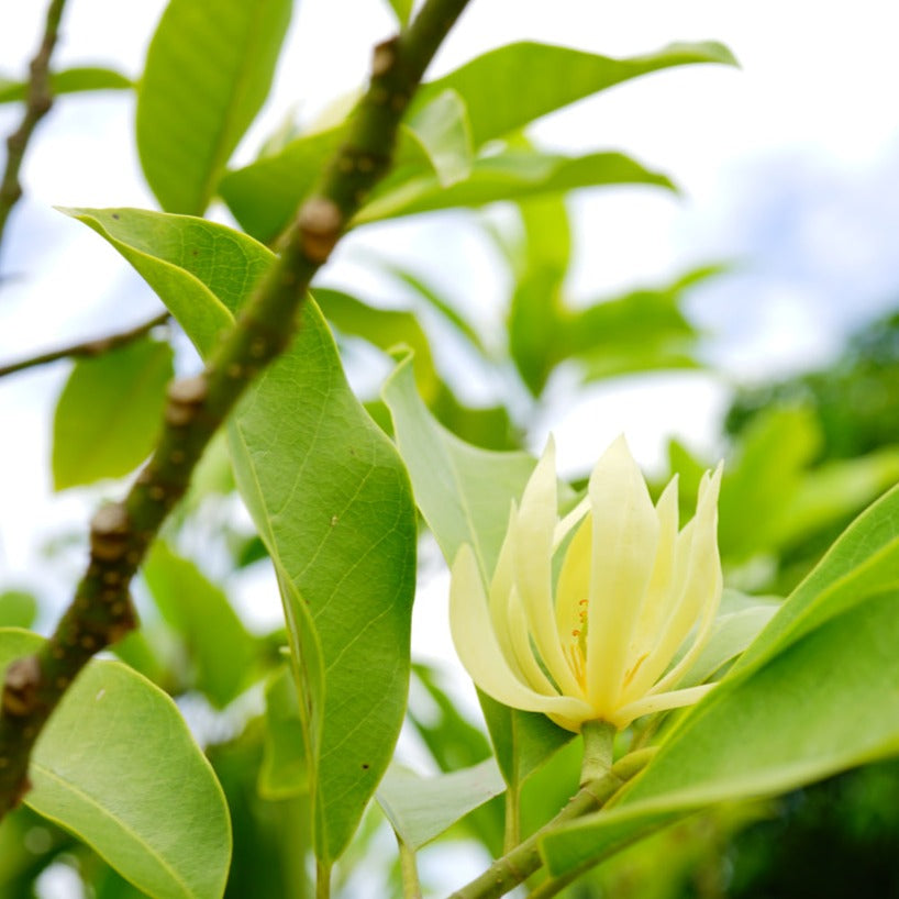 Champaka Plant - Matured Grafted (Dwarf Chempaka)