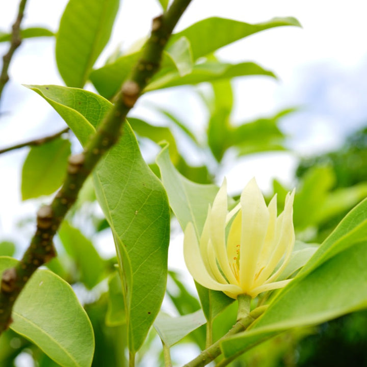 Champaka Plant - Matured Grafted (Dwarf Chempaka)