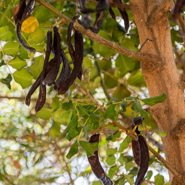 Carob Plant