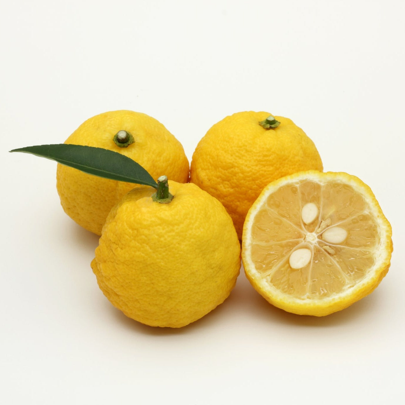 Yuzu Lemon Grafted & Mature Plant