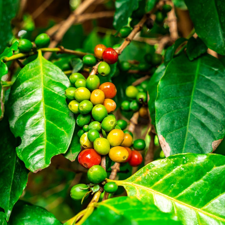 Coffee Arabica