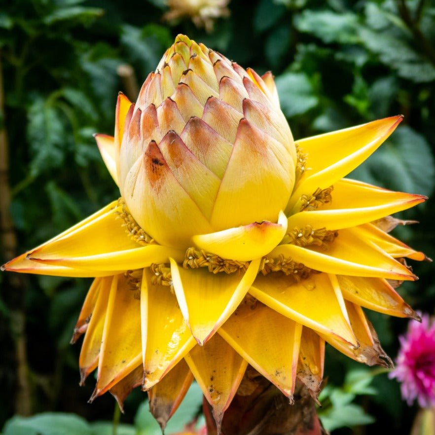 Golden Lotus Banana - Super Rare!