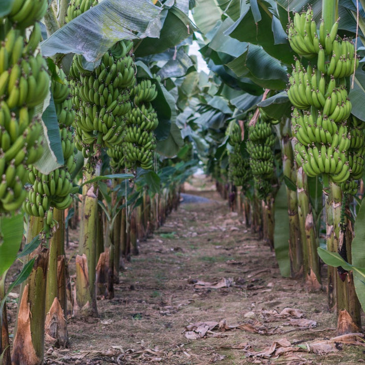 Cavendish Banana - Dwarfing Variety