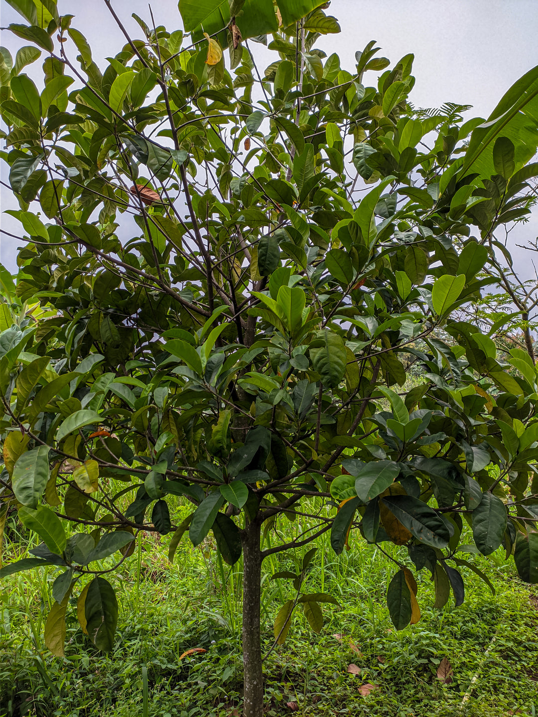 Jackfruit - J33 Sultan