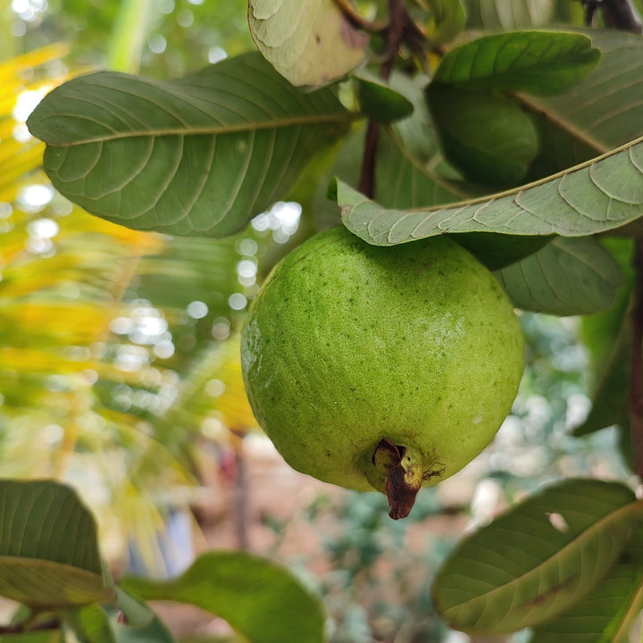 Thai White Guava