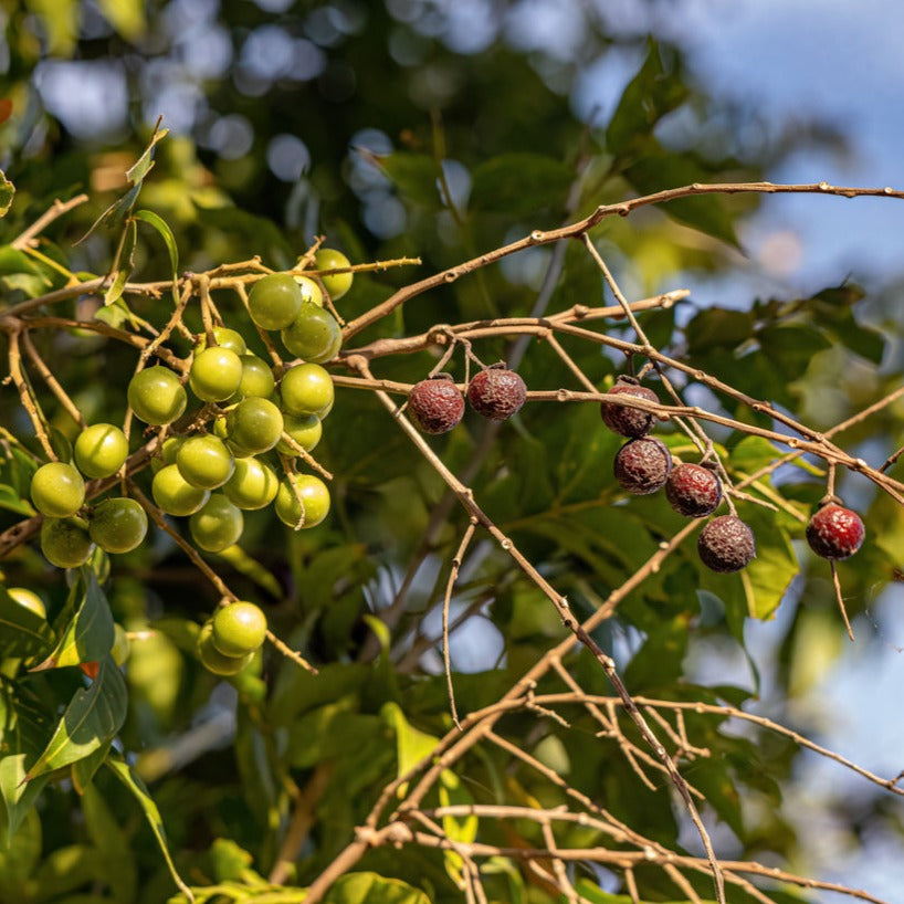 SoapNut Plant