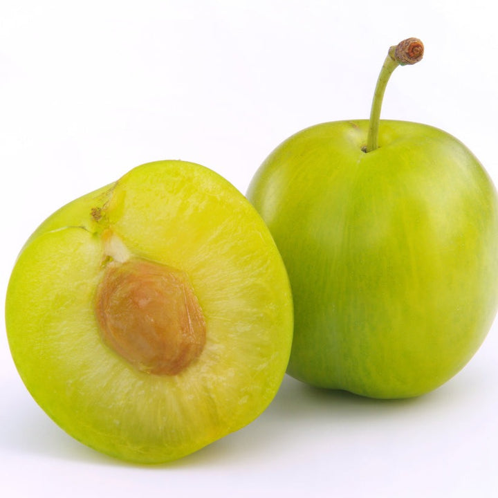 Greengage Plum Matured Grafted Plant