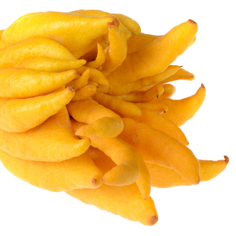 Buddhas Hand Plant