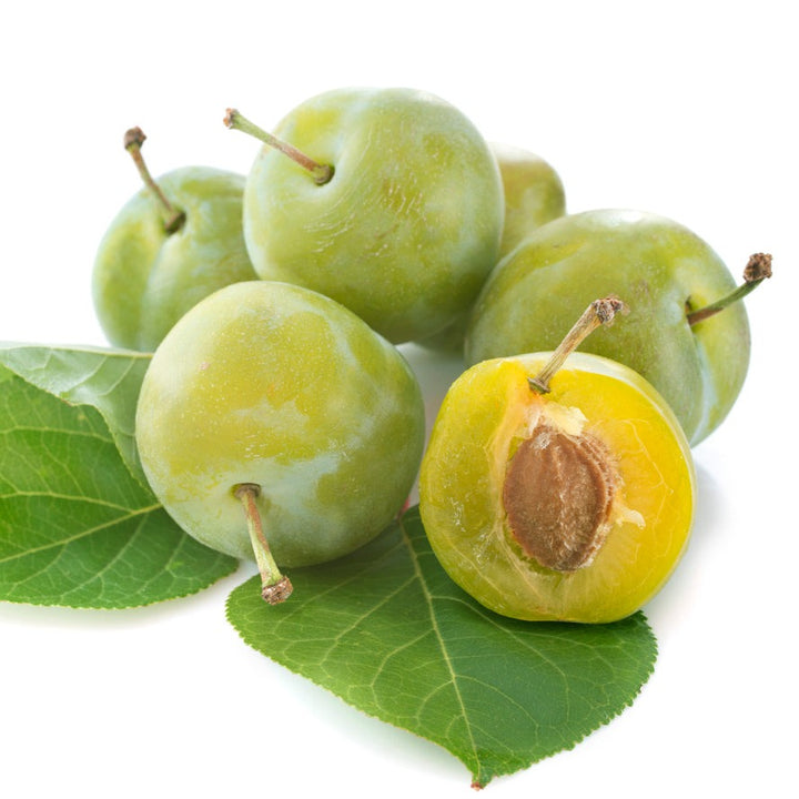 Greengage Plum Matured Grafted Plant