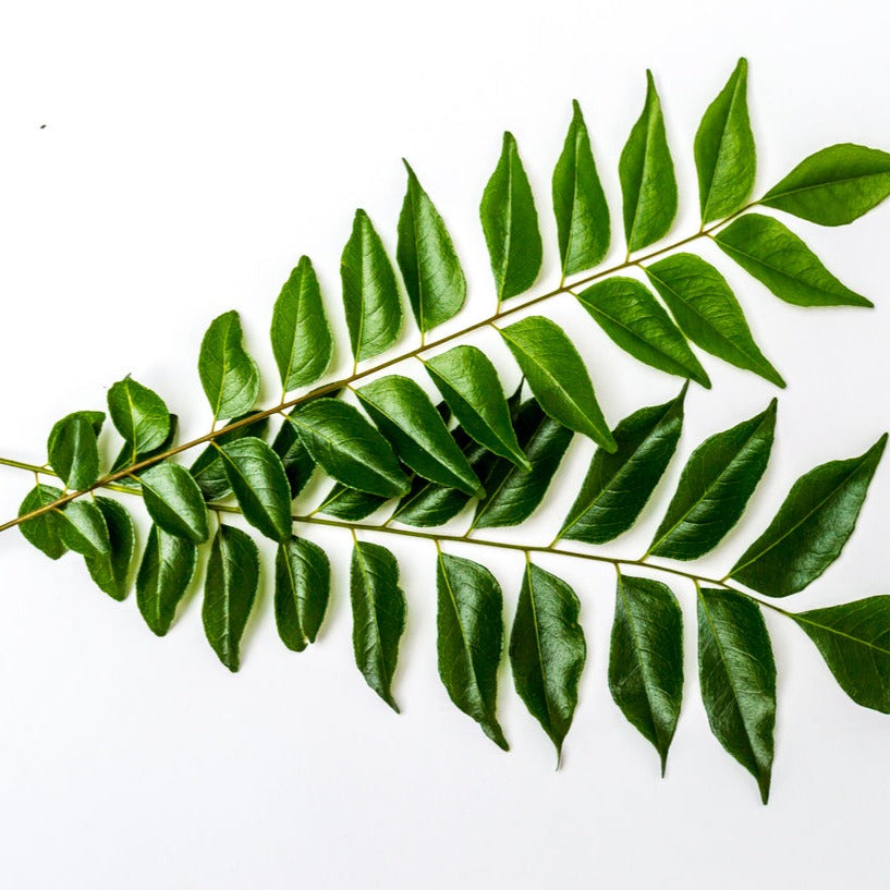 Fijian Curry Leaf - Extra Large