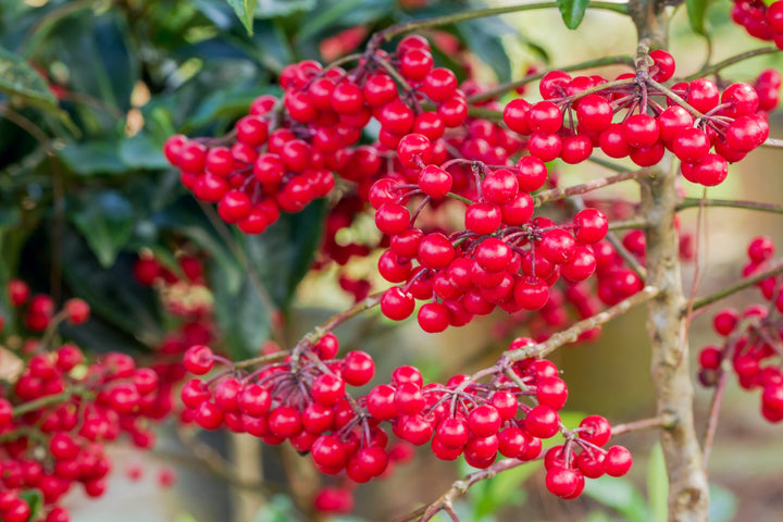 Ardisia Crenata - Christmas Berry