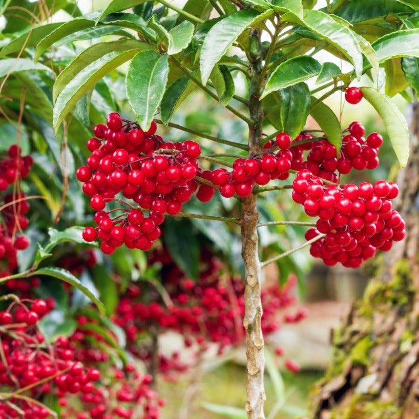 money tree plant with red berries Exotica NZ Plants