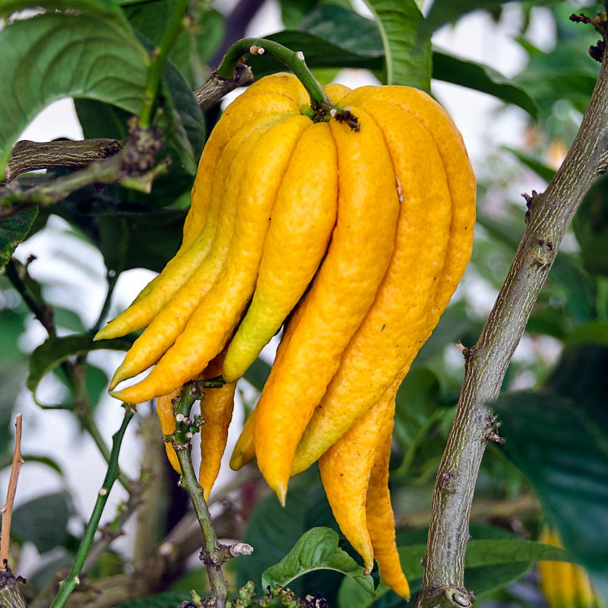 Buddhas Hand Plant