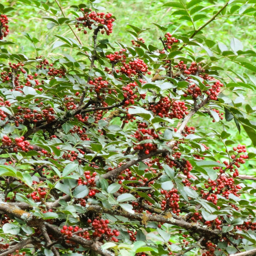Red Sichuan Pepper Plant